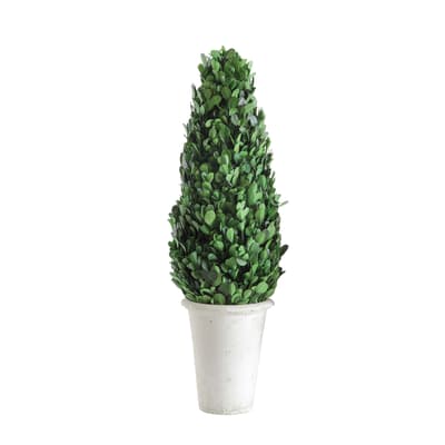 Boxwood Cone Shaped Topiary