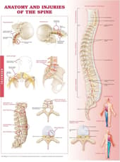 Anatomy and Injuries of the Spine