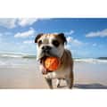 Waboba Tailwind Dog Ball alt image view 2