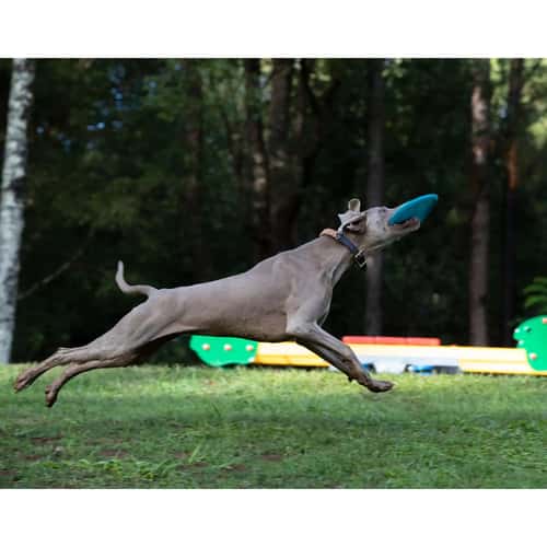 Waboba Jetwag Dog Disc alt image view 3