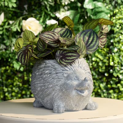 Hedgehog Planter