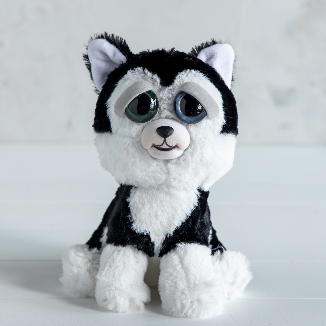 black and white teddy bear dog