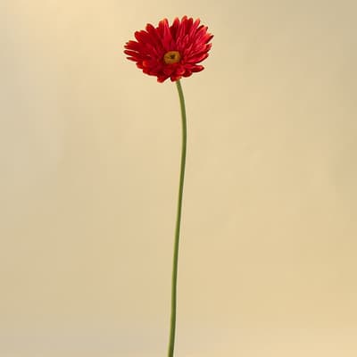Jumbo Red Gerber Daisy