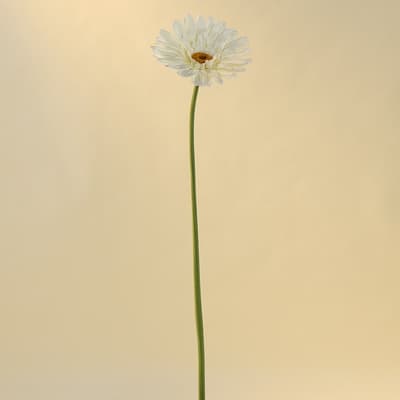 Jumbo White Gerber Daisy