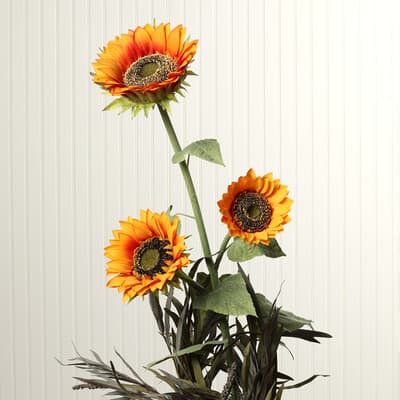 Branched Sunflower Stem