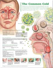 Understanding the Common Cold Anatomical Chart