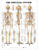 Skeletal System Anatomical Chart