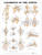 Ligaments of the Joints Anatomical Chart