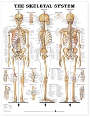 Skeletal System Anatomical Chart