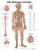 Nervous System Anatomical Chart