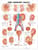 Urinary Tract Anatomical Chart