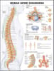 Human Spine Disorders Anatomical Chart