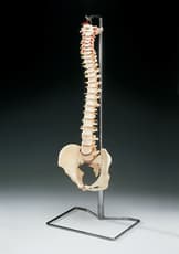 Budget Vertebral Column with Stand