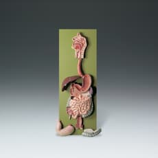 Human Digestive Tract Model