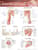 Joints of the Upper Extremities Anatomical Chart