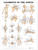 Ligaments of the Joints Anatomical Chart