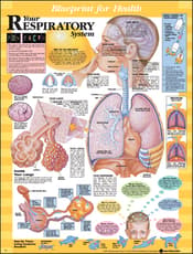 Blueprint for Health Your Respiratory System Chart