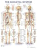 The Skeletal System Anatomical Chart