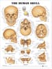 Human Skull Anatomical Chart