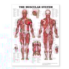 Muscular System Giant Chart