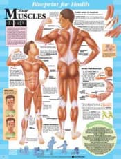 Blueprint for Health Your Muscles Chart