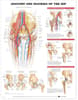 Anatomy and Injuries of the Hip Anatomical Chart