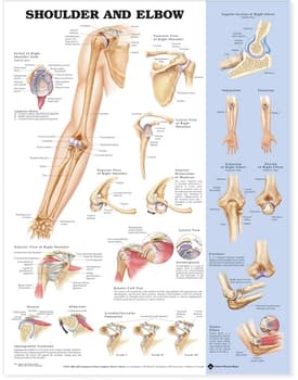 Shoulder and Elbow Anatomical Chart