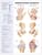 Understanding Arthritis Anatomical Chart