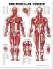 Muscular System Anatomical Chart