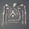 Full Disarticulated  Budget Skeleton With Skull