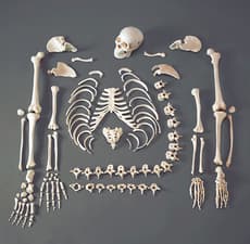 Full Disarticulated  Budget Skeleton With Skull