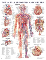 The Vascular System and Viscera Anatomical Chart