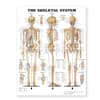 Skeletal System Giant Chart