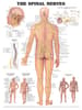 Spinal Nerves Anatomical Chart