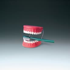 Giant Tooth Brushing Model