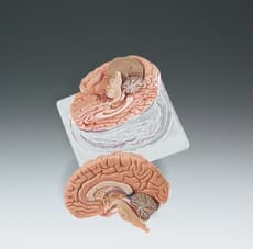 Two-Part Brain Model