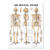 Skeletal System Giant Chart