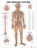 Nervous System Anatomical Chart