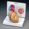 Cutaway Heart Model
