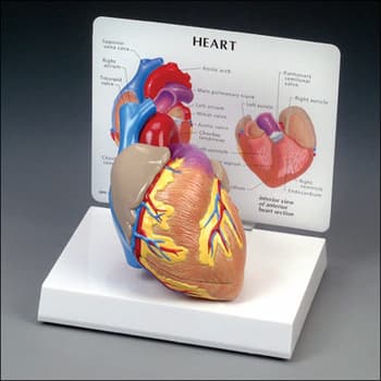 Cutaway Heart Model