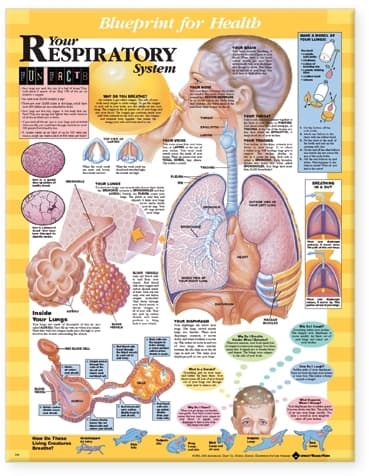 Blueprint for Health Your Respiratory System Chart