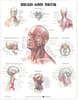 Head and Neck Anatomical Chart