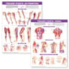 Trigger Point Chart Set: Torso & Extremities  Lam