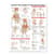 Anatomy and Injuries of the Hand and Wrist Anatomical Chart