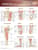 Joints of the Lower Extremities Anatomical Chart