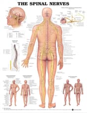 Spinal Nerves Anatomical Chart