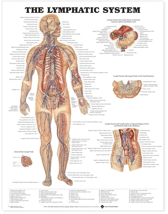 Lymphatic System Anatomical Chart