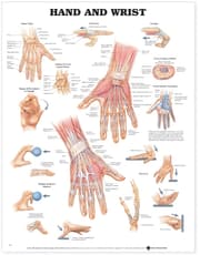 Hand and Wrist Anatomical Chart