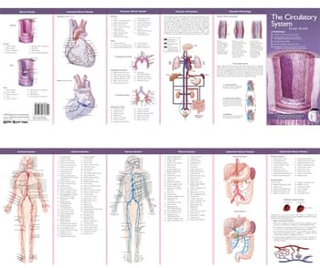 Anatomical Chart Company's Illustrated Pocket Anatomy: The Circulatory System Study Guide