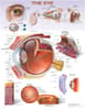 The Eye Anatomical Chart